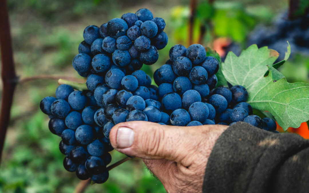 The Story Behind Italian Vineyards: A Journey Through Generations of Winemaking